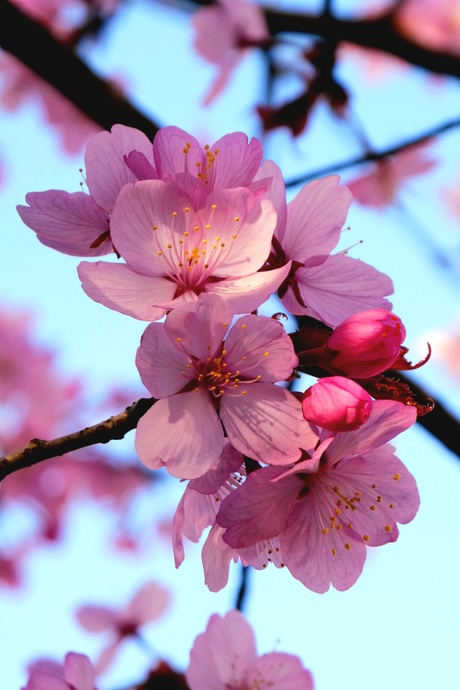 Cherry Blossom 