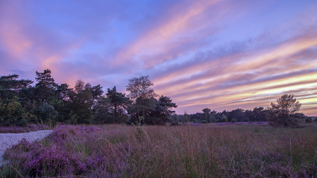 Kalmthoutse heide