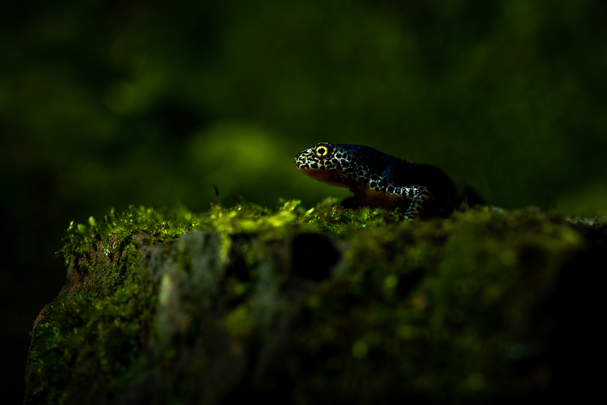 Tuindraakje. foto van PeterWaelbers Zoom.nl