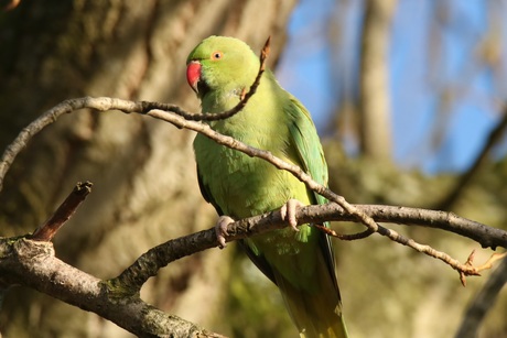 Groene halsbandparkiet
