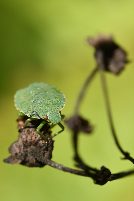 Groene Schildwants