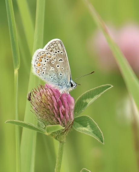Icarus Blauwtje
