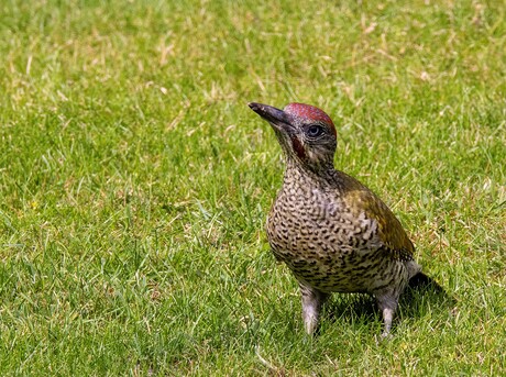 Groene specht in het groen
