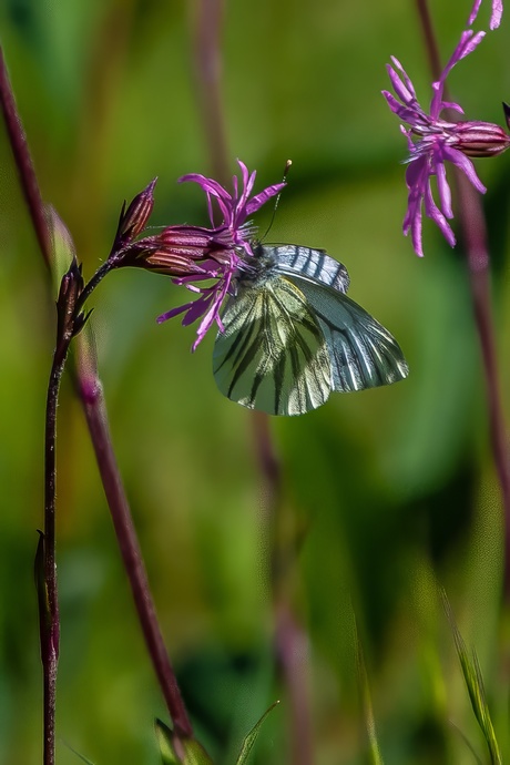 Echte koekoeksbloem en het klein geaderd witje