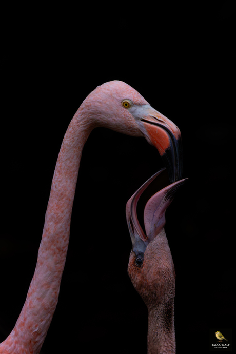 2025-10-16 flamingo met jong