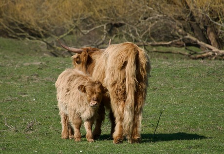 Moeder met haar 1 jaar oud kalfje