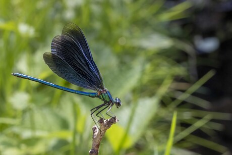 Blauwe libelle