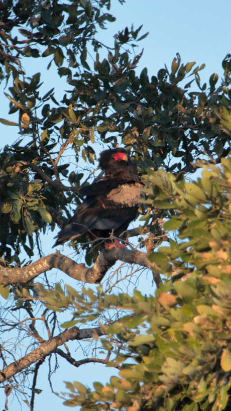 De bateleur