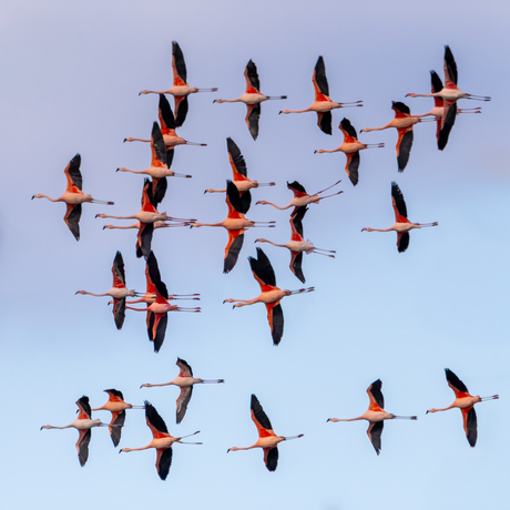 Een file van roze veren in de lucht met prachtige blauw schakeringen