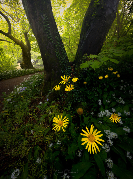 Bloemenfeest