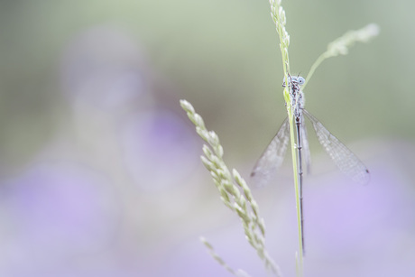 juffer tussen de lavendel en het gras