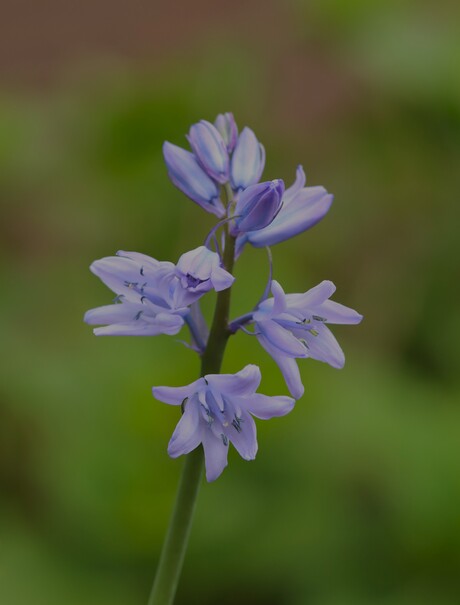 wilde hyacint blauw