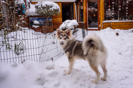 Zo leuk dat witte spul......