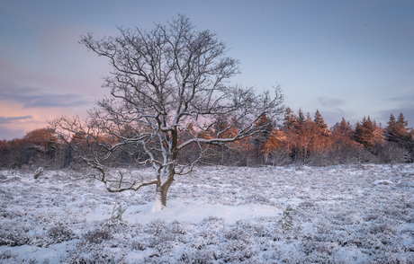 Winter Bakkeveense Duinen