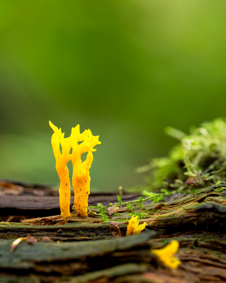 Kleverig koraalzwammetje