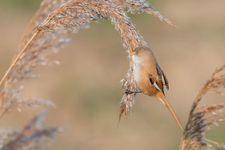 Baardmannetje (vrouwtje)