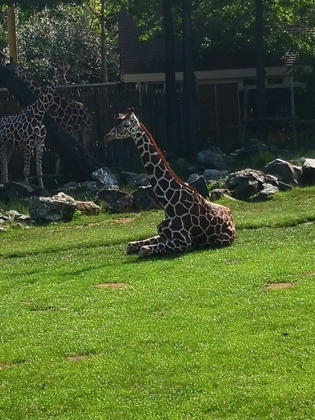 giraf 😍🦒