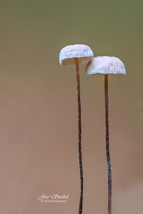 Mycena
