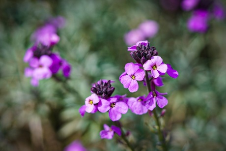 Erysimum "Bowles Mauve"