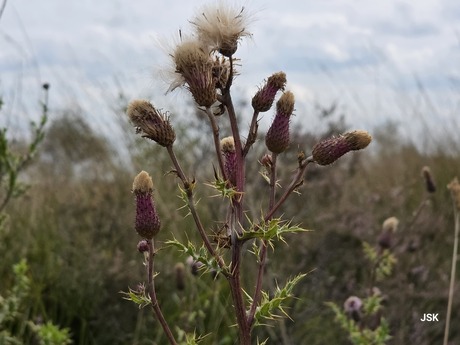 Uitgebloeide Distel