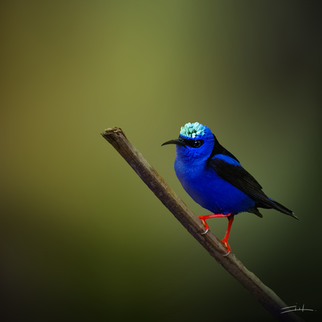 Red-legged honeycreeper