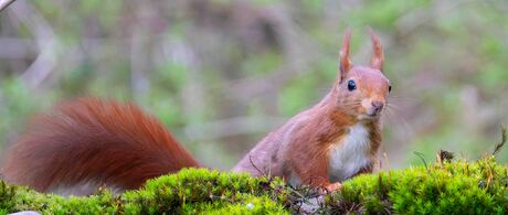 Eekhoorntje