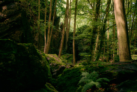 Stilte in het bos