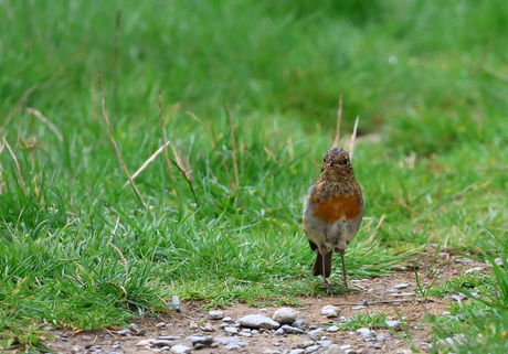 Roodborst