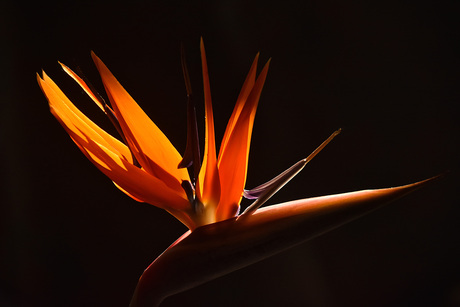 Nee, geen fake, geen AI, geen filters, geen beeldbewerking, gewoon een paradijsvogelbloem