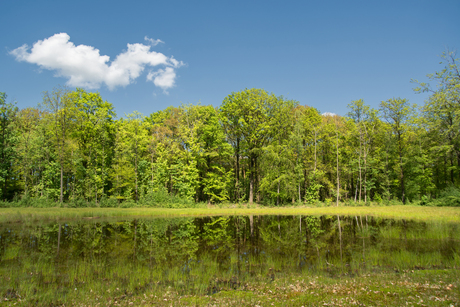 spiegel van de lente