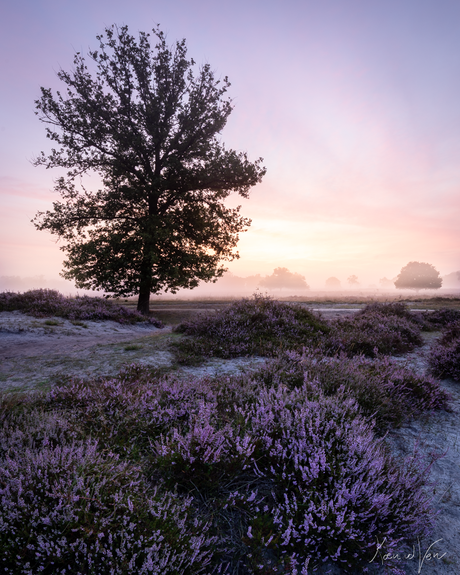 Ochtend heide