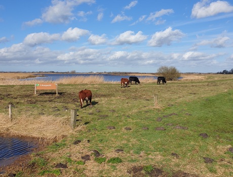 Roegwold