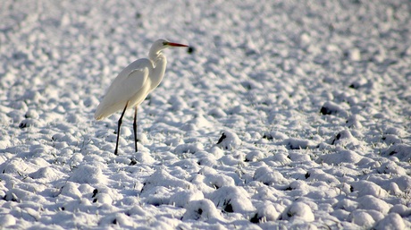 Witter..............