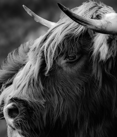 Close - up van een Schotse Hooglander