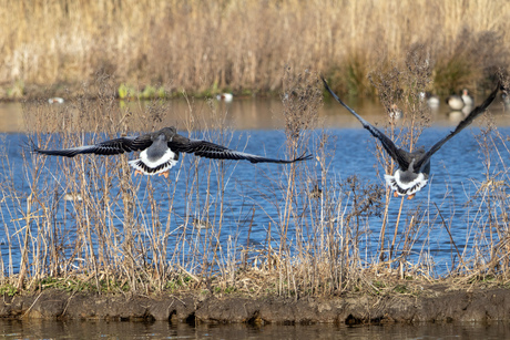 Vogelvlucht