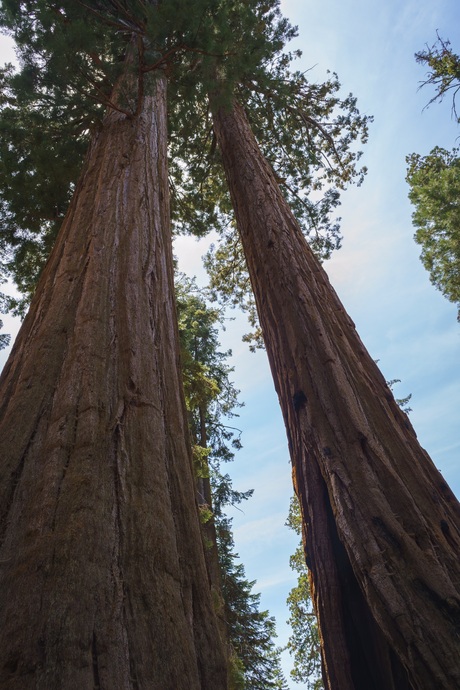 2500 jaar oude sequoia tweeling … 