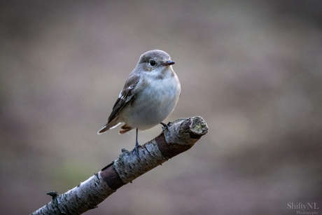 Proud birdie