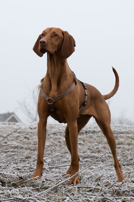 Stoere Vizsla