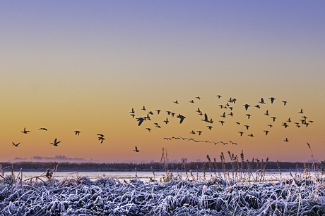 Vogels in de lucht bij zonsopkomst
