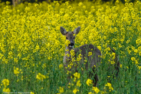 Reegeit in het koolzaad