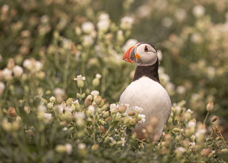 Puffin in een bloemenzee