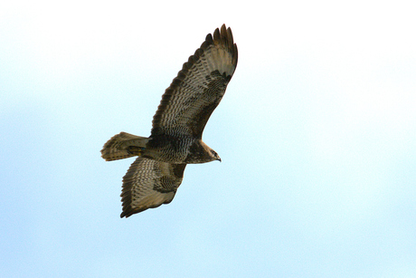 Buizerd