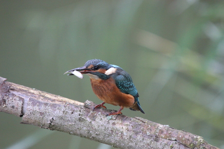 Ijsvogel