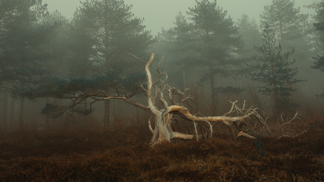 Oude boom in de mist