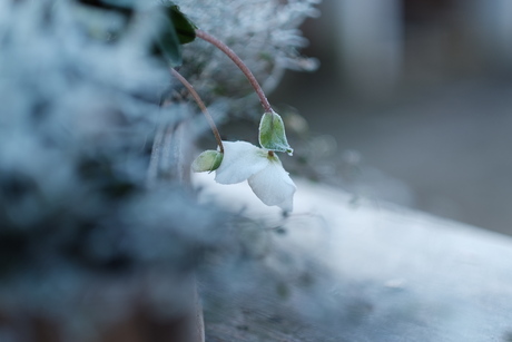 White magic 