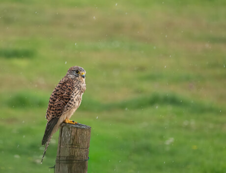 Torenvalk in de regen op texel