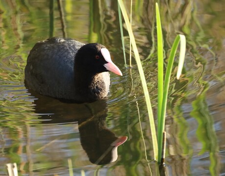 Niet zo maar een meerkoet