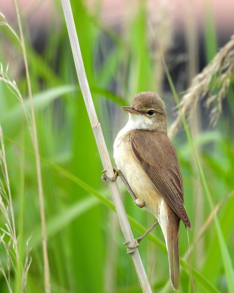 Tussen het riet