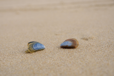 Mossel (mytilus edulis) op het strand