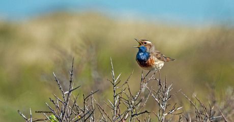 De blauwborst.